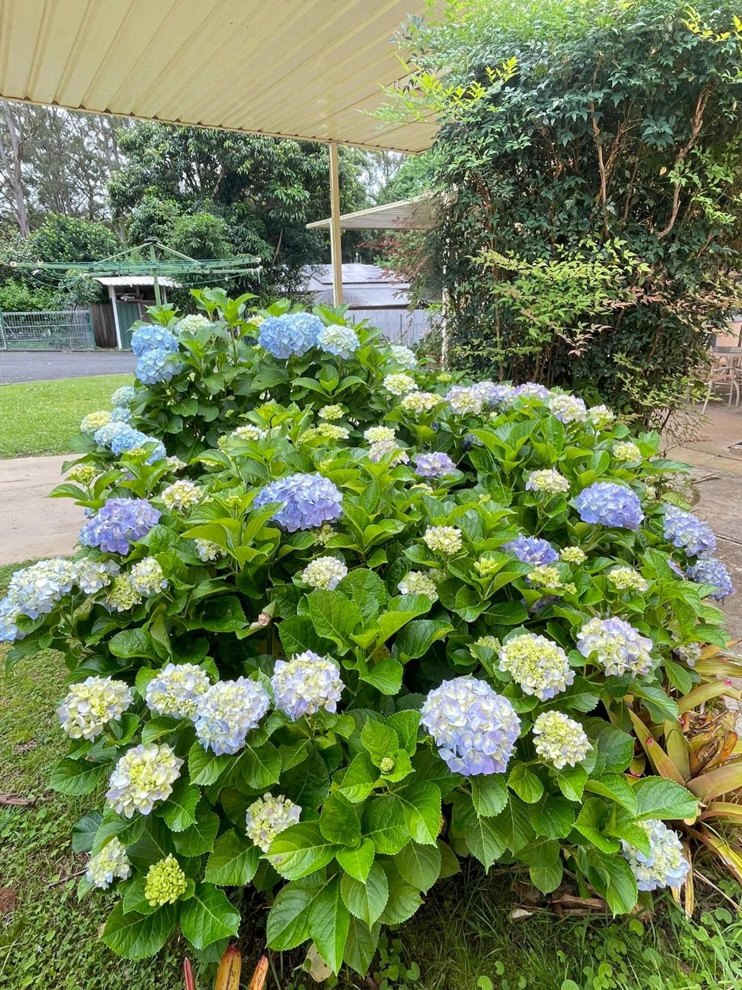Major Innes Motel Port Macquarie Luaran gambar